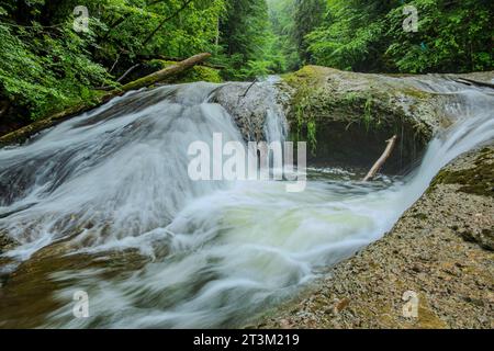 Paesaggio naturale e vegetazione nella gola di Eistobel, nella riserva naturale omonima vicino a Grünenbach, nella parte occidentale di Allgäu, Baviera, Germania. Foto Stock