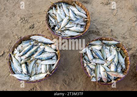 Filari di sgombro essiccato o pesce saba su strada vicino all'oceano nel villaggio indiano. zone povere di goa Foto Stock