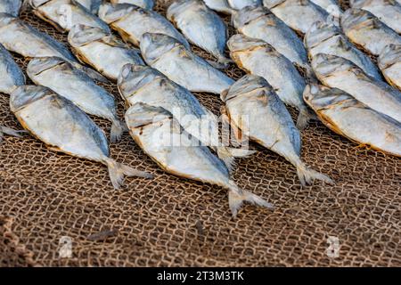 Filari di sgombro essiccato o pesce saba su strada vicino all'oceano nel villaggio indiano. zone povere di goa Foto Stock