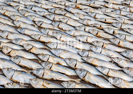 Filari di sgombro essiccato o pesce saba su strada vicino all'oceano nel villaggio indiano. zone povere di goa Foto Stock