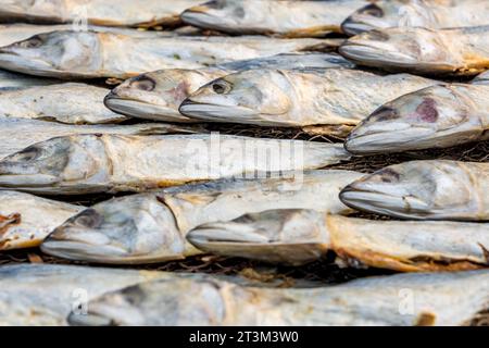 Filari di sgombro essiccato o pesce saba su strada vicino all'oceano nel villaggio indiano. zone povere di goa Foto Stock