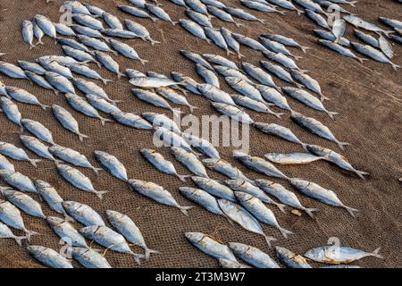 Filari di sgombro essiccato o pesce saba su strada vicino all'oceano nel villaggio indiano. zone povere di goa Foto Stock