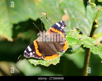 Una farfalla rossa dell'ammiraglio Vanenessa atalanta siede su foglie verdi e si riscalda al sole Foto Stock