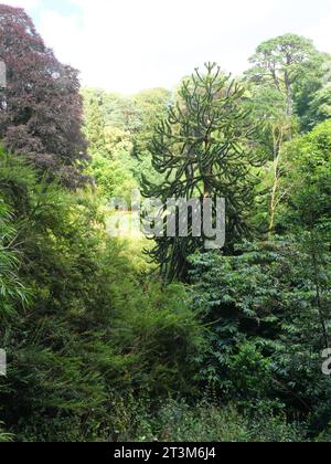 Felci, palme e altre piante tropicali che crescono in un burrone a Trebah Garden, Cornovaglia, Inghilterra Foto Stock