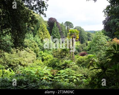 Felci, palme e altre piante tropicali che crescono in un burrone a Trebah Garden, Cornovaglia, Inghilterra Foto Stock