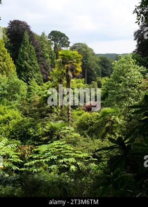 Felci, palme e altre piante tropicali che crescono in un burrone a Trebah Garden, Cornovaglia, Inghilterra Foto Stock