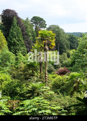 Felci, palme e altre piante tropicali che crescono in un burrone a Trebah Garden, Cornovaglia, Inghilterra Foto Stock