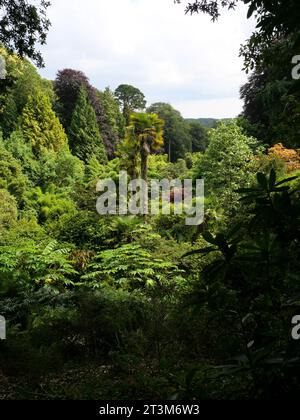 Felci, palme e altre piante tropicali che crescono in un burrone a Trebah Garden, Cornovaglia, Inghilterra Foto Stock