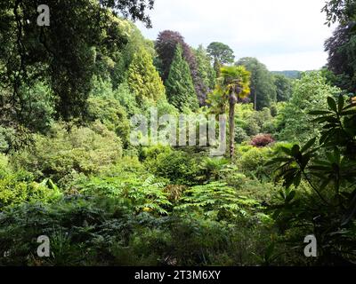 Felci, palme e altre piante tropicali che crescono in un burrone a Trebah Garden, Cornovaglia, Inghilterra Foto Stock