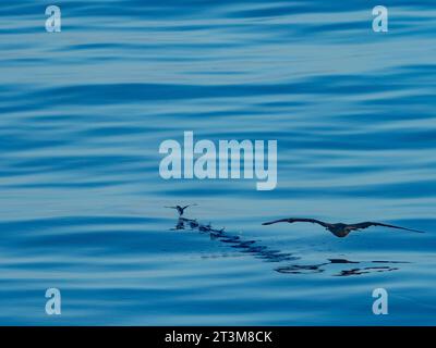 Red Footed booby, Sula sula, caccia di pesci volanti, esocoetidae, su mari vetrosi al largo della costa settentrionale della nuova Guinea, Papua Occidentale Foto Stock