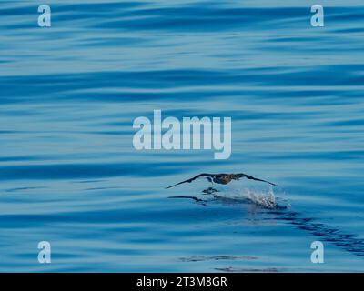 Red Footed booby, Sula sula, caccia di pesci volanti, esocoetidae, su mari vetrosi al largo della costa settentrionale della nuova Guinea, Papua Occidentale Foto Stock