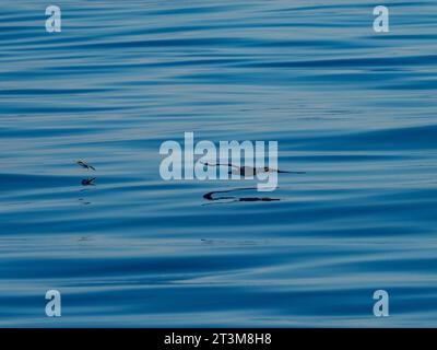 Red Footed booby, Sula sula, caccia di pesci volanti, esocoetidae, su mari vetrosi al largo della costa settentrionale della nuova Guinea, Papua Occidentale Foto Stock