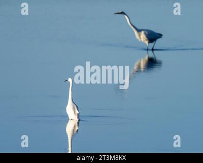 Great Egret, Ardea alba e Grey Heron, Ardea cinerea, nella riserva naturale Leighton Moss vicino a Silverdale, Lancashire, Regno Unito. Foto Stock