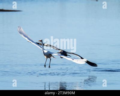 Great Egret, Ardea alba inseguita da un Grey Heron, Ardea cinerea nella riserva naturale Leighton Moss vicino a Silverdale, Lancashire, Regno Unito. Foto Stock