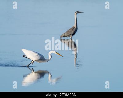 Great Egret, Ardea alba e Grey Heron; Ardea cinerea nella riserva naturale Leighton Moss vicino a Silverdale, Lancashire, Regno Unito. Foto Stock