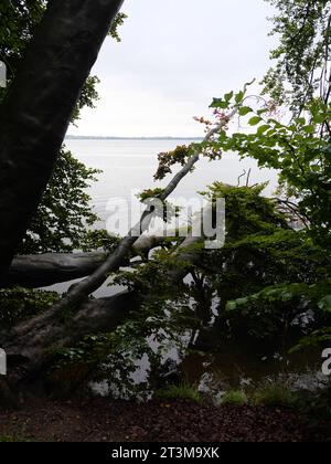 Gli alberi caddero nel lago Schwerin di fronte al castello di Wiligrad vicino a Lübstorf, vicino a Schwerin Foto Stock