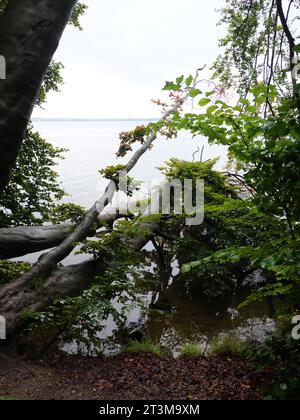 Gli alberi caddero nel lago Schwerin di fronte al castello di Wiligrad vicino a Lübstorf, vicino a Schwerin Foto Stock