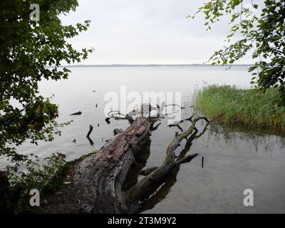 Gli alberi caddero nel lago Schwerin di fronte al castello di Wiligrad vicino a Lübstorf, vicino a Schwerin Foto Stock