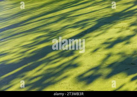 Duckweed Brooke, Norfolk Foto Stock