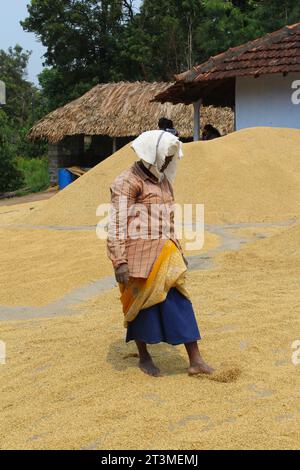 Donna che asciuga i semi di riso raccolti, Kollengode, Kerala, India. Foto Stock