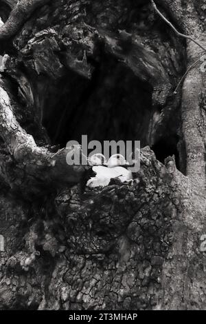 Nero e bianco primo piano anatra domestica in un nido vuoto in un albero a Rodini Park, Rodi, Grecia Foto Stock