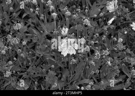 Primo piano dei fiori di Malva sylvestris in un lussureggiante campo verde in bianco e nero Foto Stock