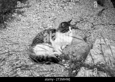 Gatto paffuto che si stende su un sentiero di ghiaia guardando lontano dalla macchina fotografica a Rodi, Grecia, in bianco e nero Foto Stock