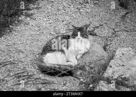 Gatto paffuto che si stende su un sentiero di ghiaia fissando la macchina fotografica a Rodi, Grecia, in bianco e nero Foto Stock