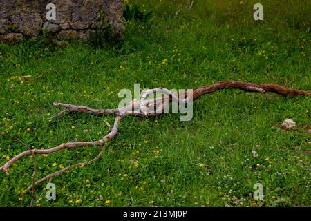 Lungo ramo dell'albero arricciato e curvo, caduto da un albero e sul terreno erboso Foto Stock