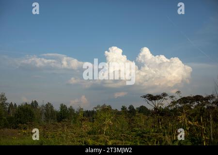 Cloud over Forest. Scenario naturale in estate. Campo e foresta. Dettagli della natura. Foto Stock
