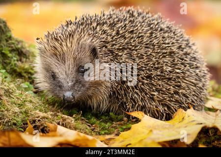 Hedgehog, nome scientifico: Erinaceus Europaeus. Primo piano di un riccio selvaggio europeo in autunno, che si ripete tra foglie colorate. Rivolto verso la parte anteriore. Co Foto Stock