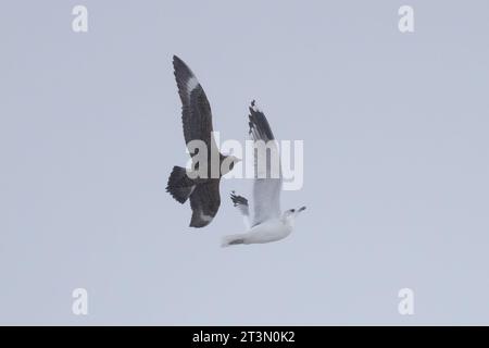 Arctic Skua (Stercorarius parasiticus) inseguimento di gabbiano comune (Larus canus) Norfolk ottobre 2023 Foto Stock