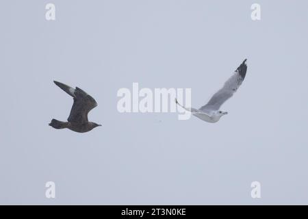 Arctic Skua (Stercorarius parasiticus) inseguimento di gabbiano comune (Larus canus) Norfolk ottobre 2023 Foto Stock