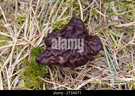 Falso Morel (Gyromitra esculenta) Highland aprile 2023 Foto Stock