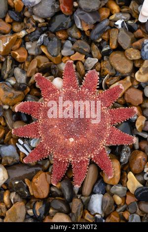 Common Sunstar (Crossaster papposus) Dead Norfolk ottobre 2023 Foto Stock