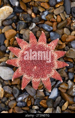 Common Sunstar (Crossaster papposus) Dead Norfolk ottobre 2023 Foto Stock