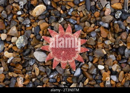 Common Sunstar (Crossaster papposus) Dead Norfolk ottobre 2023 Foto Stock