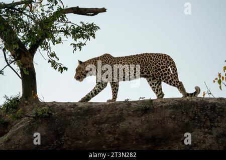 Leopardo (Panthera pardus), riserva di caccia Mashatu, Botswana. Foto Stock