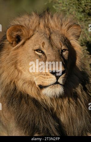 Leone maschile (Panthera leo), riserva di caccia Mashatu, Botswana. Foto Stock