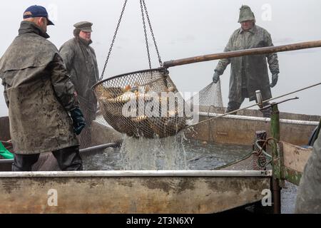 pesca autunnale di uno stagno, stagno drenato, pescatori durante le catture autunnali, nebbia su uno stagno pescato, pesca delle carpe Foto Stock