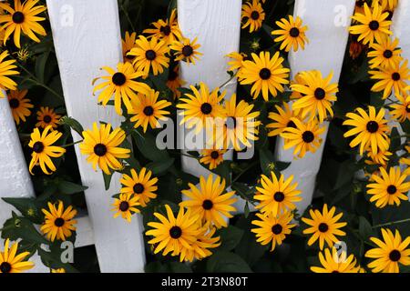 I fiori gialli attraversano la recinzione bianca Foto Stock