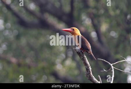 kingfisher dalle ali marroni. Questa foto è stata scattata da sundarbans, Bangladesh. Foto Stock