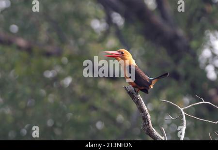 kingfisher dalle ali marroni. Questa foto è stata scattata da sundarbans, Bangladesh. Foto Stock