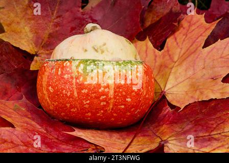 Una zucca colorata a motivi si erge tra foglie di acero rosso cadute come decorazione autunnale. Foto Stock
