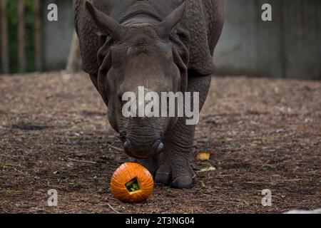 Madrid, Madrid, Spagna. 26 ottobre 2023. SANADA il rinoceronte indiano si avvicina a una zucca con frutta, per celebrare il prossimo Halloween allo zoo di Madrid. (Immagine di credito: © Luis Soto/ZUMA Press Wire) SOLO USO EDITORIALE! Non per USO commerciale! Foto Stock