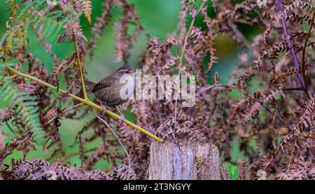 Wren, Troglodytes troglodytes, arroccato su uno stelo di felce in un ambiente boschivo Foto Stock