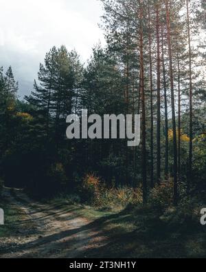La bella luce del mattino che abbellisce i pini e la strada nella foresta. Foto Stock