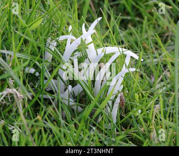 Clavaria fragilis - mandrini bianchi Foto Stock