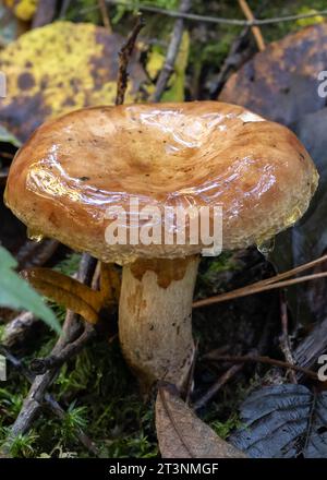 Fungo selvatico con lucentezza bagnata Foto Stock