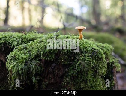 Fungo selvatico sulla cima di un ceppo coperto di muschio Foto Stock